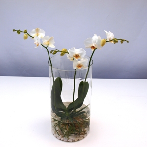 Phalaenopsis wit